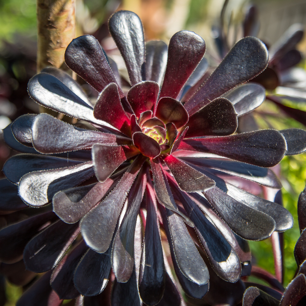 Aeonium Schwarzkopf