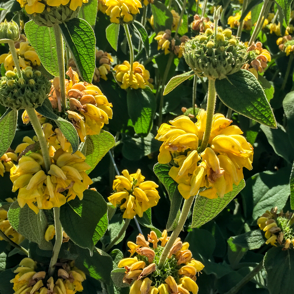 Golden Flowers in San Francisco's Maritime National Historical Park