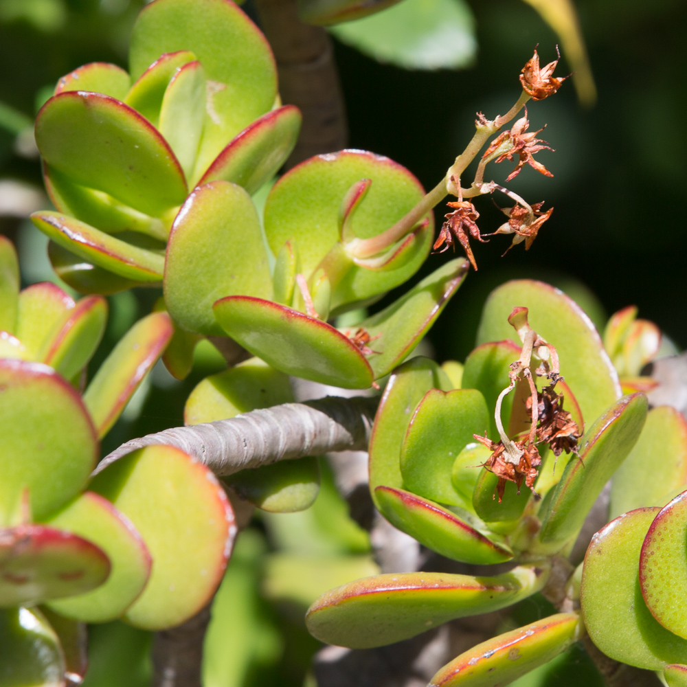 Jade Plant