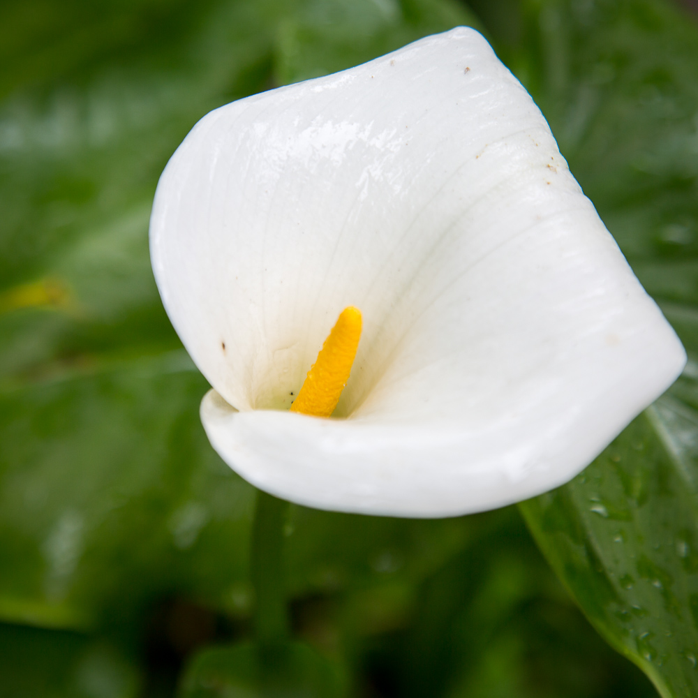 A wet afternoon has this lily looking slick!