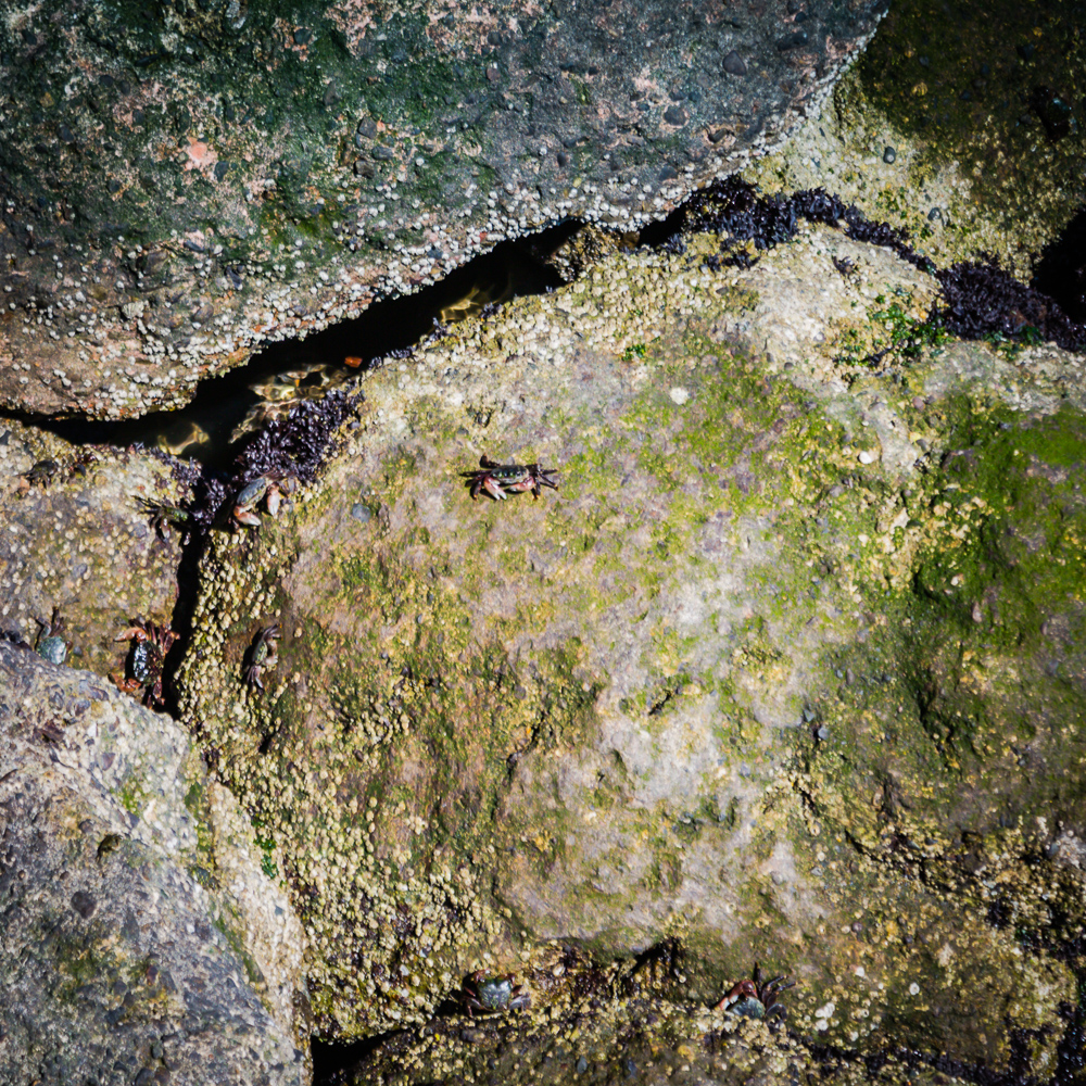 Mission Rock Tide pool and its inhabitants