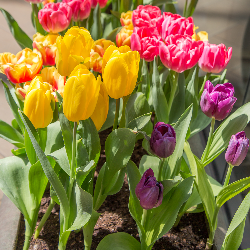 Tulips in the Crocker Galleria