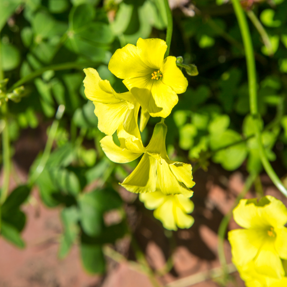 Weeds Blooming