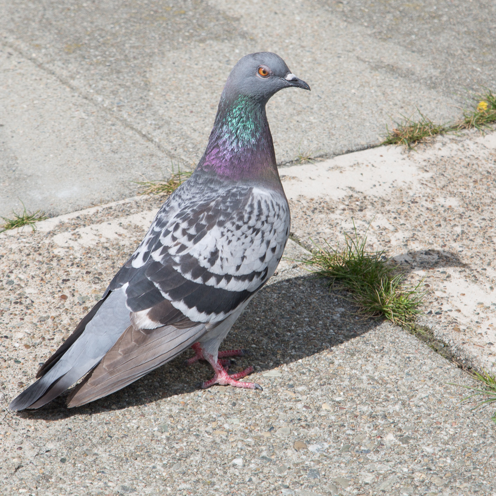 Pigeon on the sidewalk